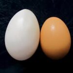 Duck Eggs Vs. Chicken Eggs