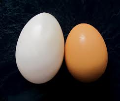 You are currently viewing Duck Eggs Vs. Chicken Eggs